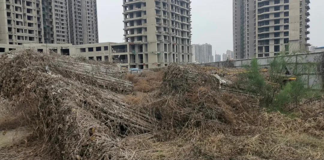 长江路启福城最新消息